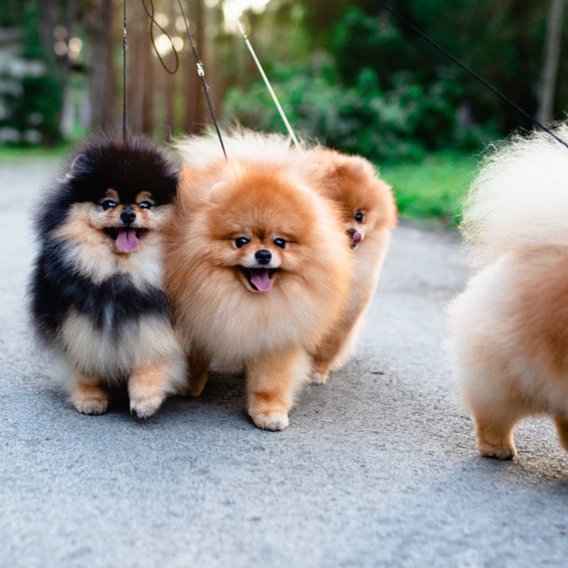 Happy Dogs Walking